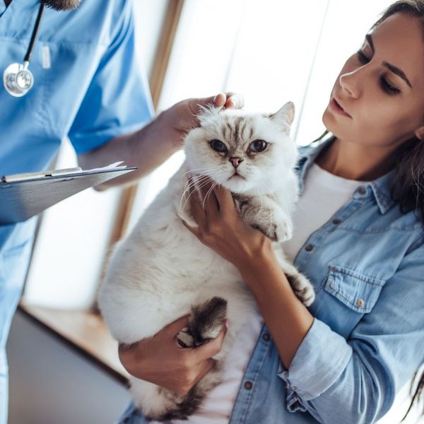 4 Things To Consider When Owning A Small Animal Veterinary Medical